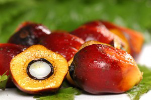 Palm oil for web site